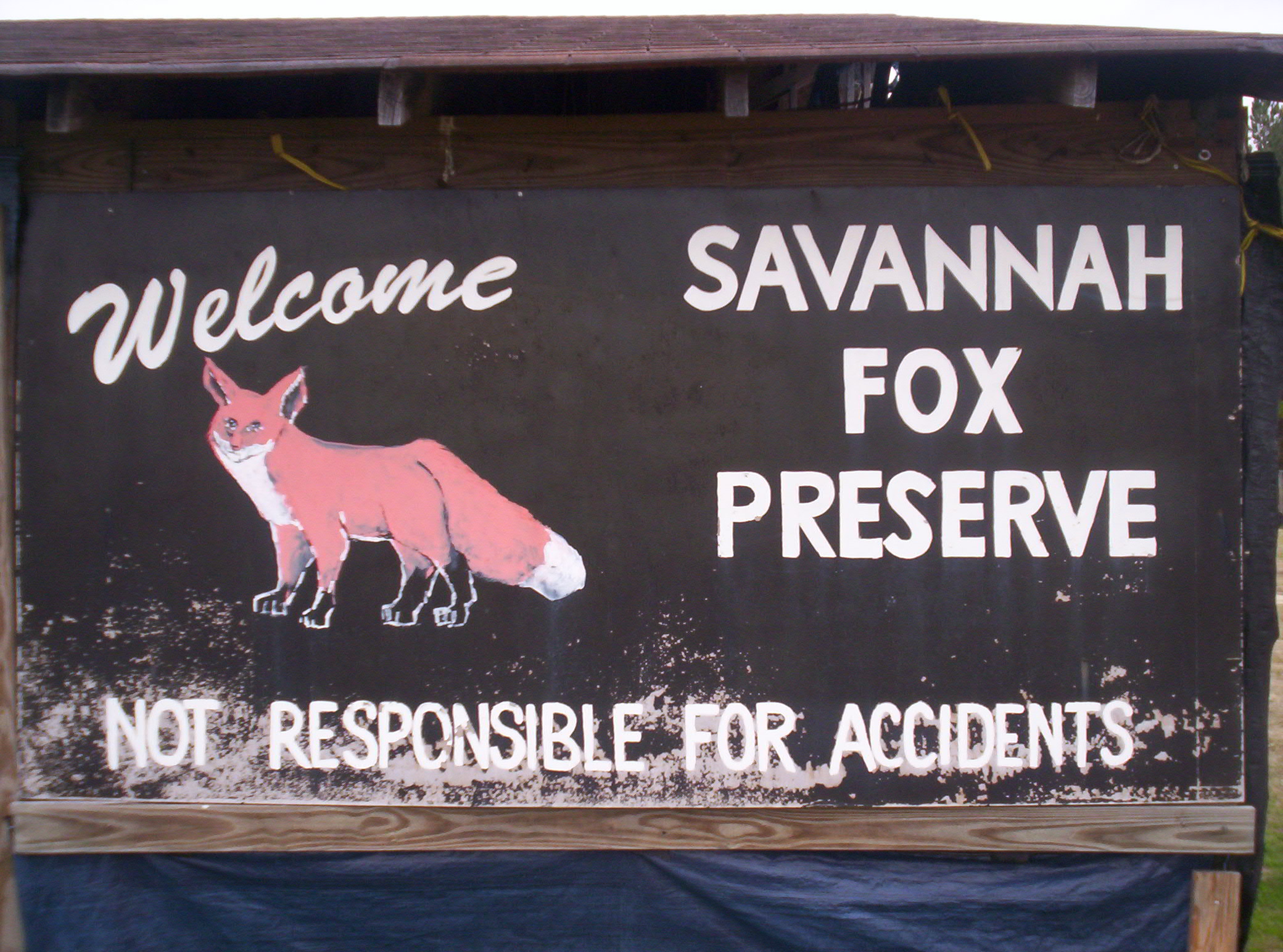 Savannah fox photos